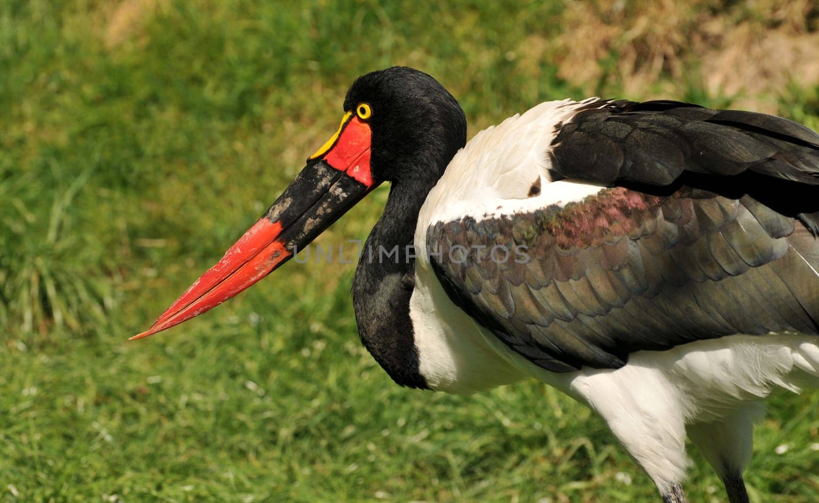 Saddle stork