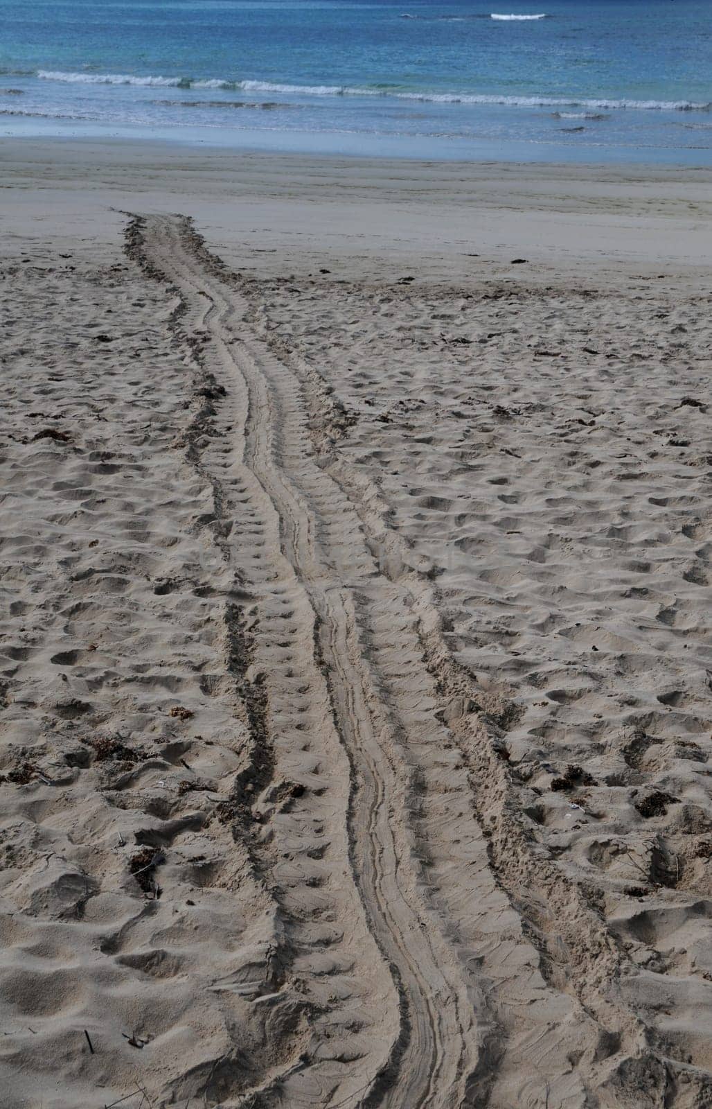 Turtle track