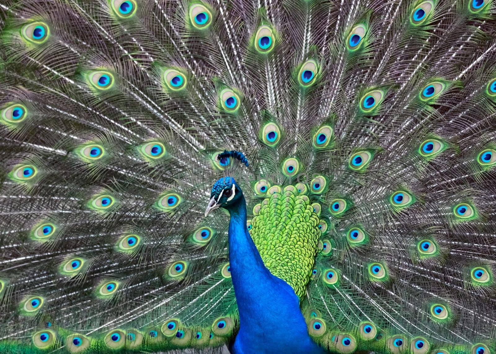peacock