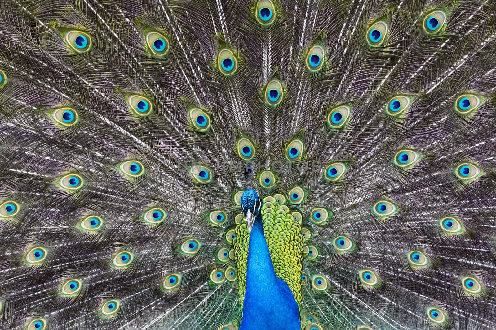 peacock