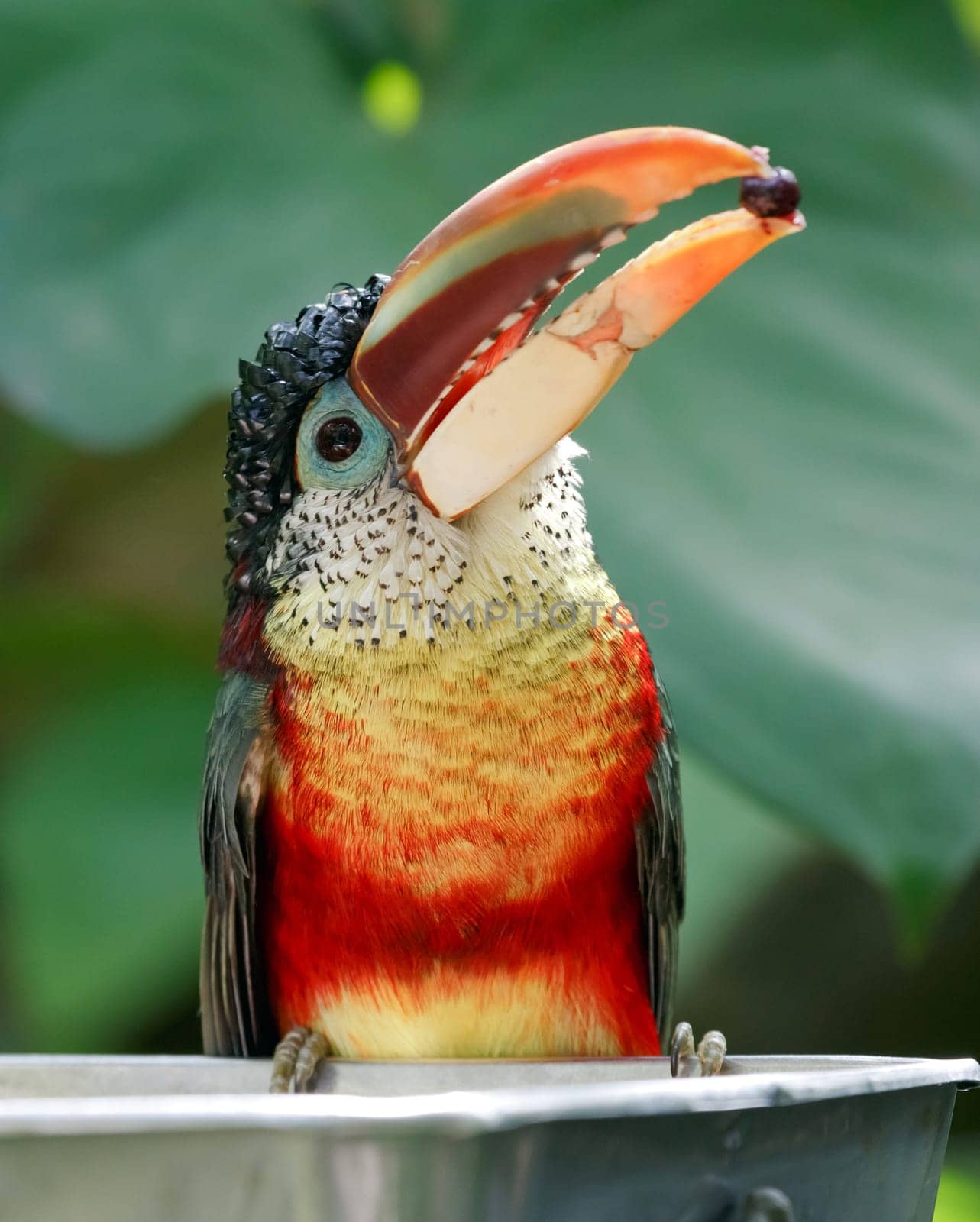 tropical bird