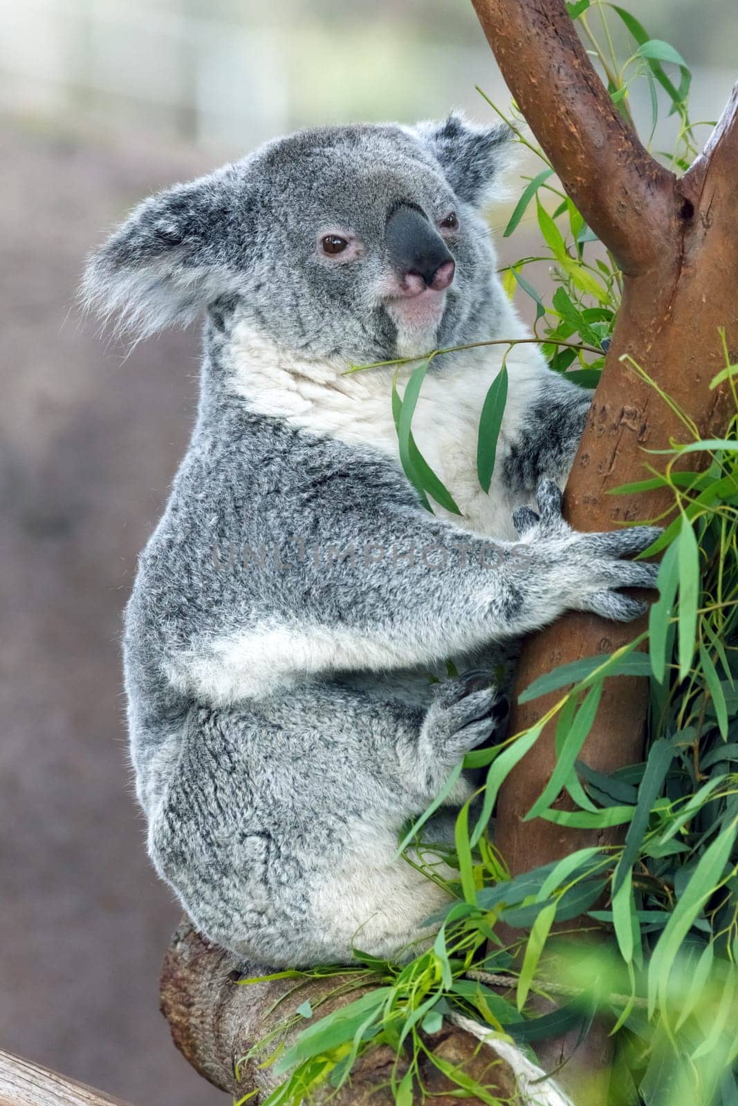 koala