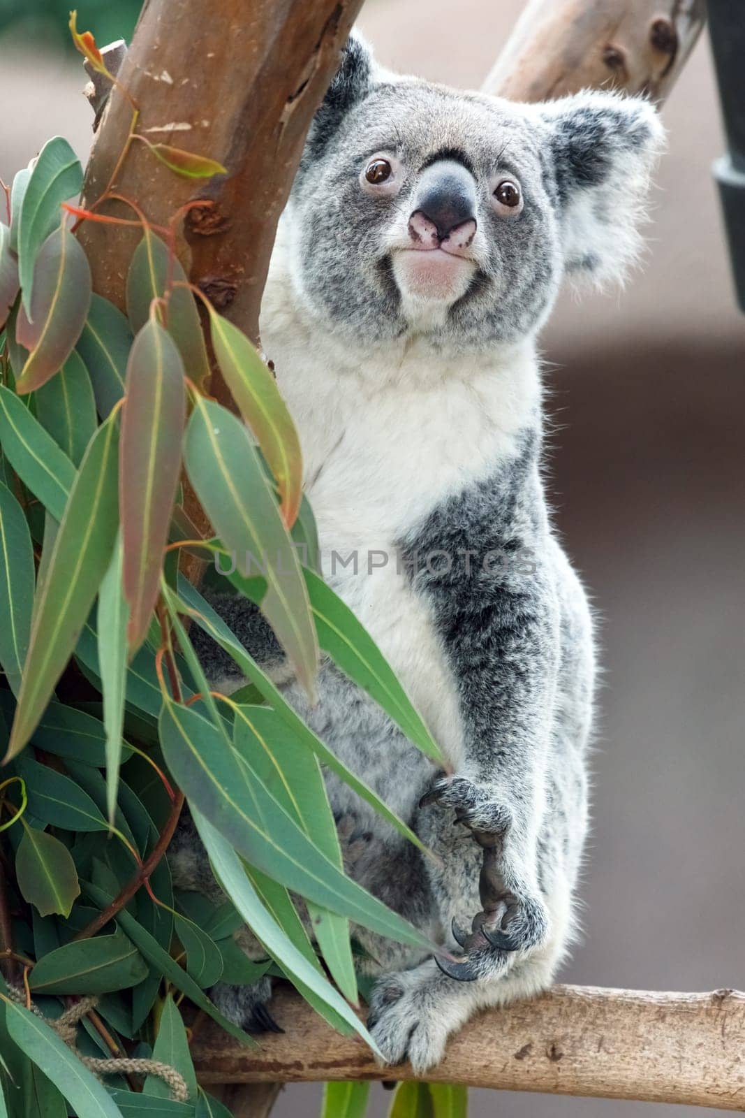 koala