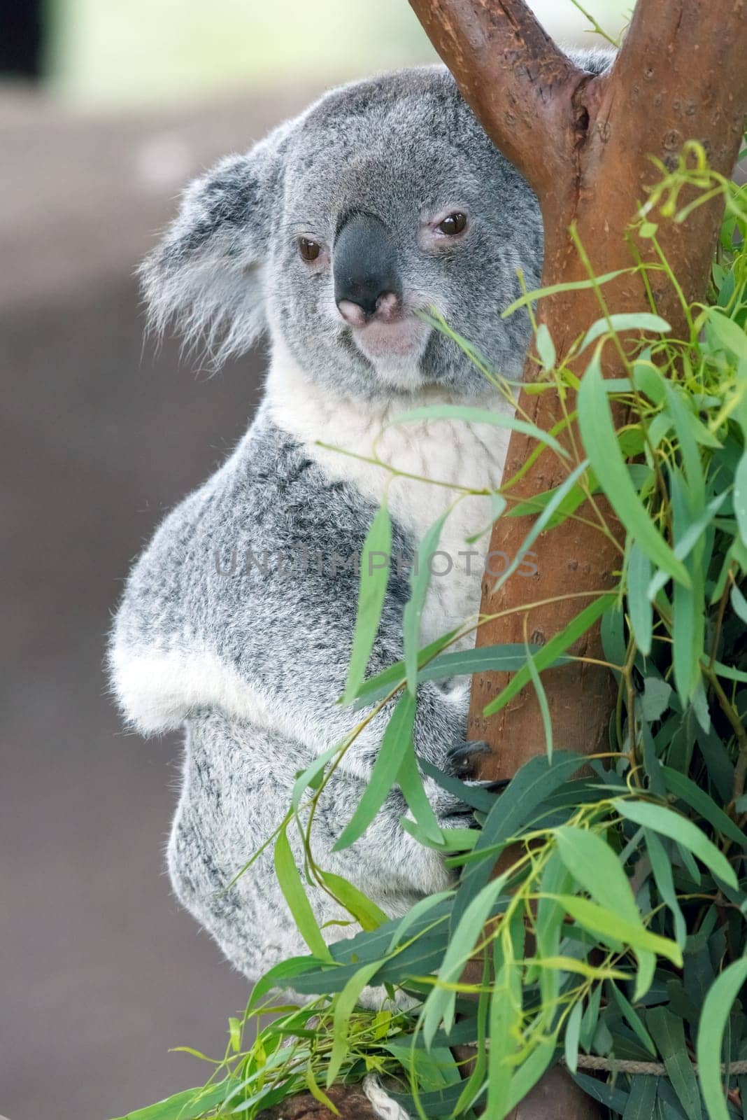 koala