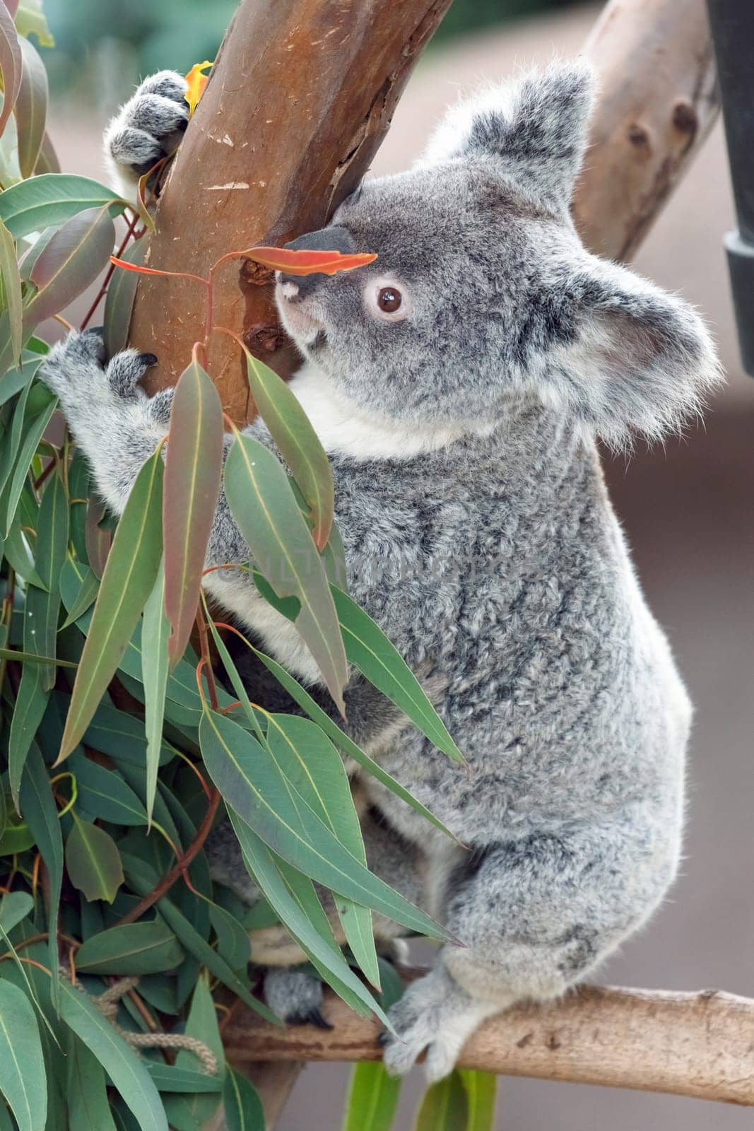 koala