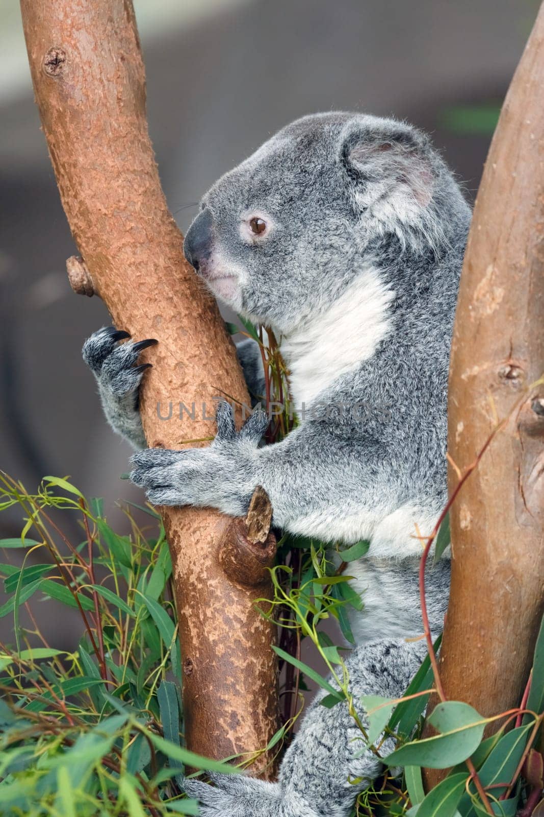 koala