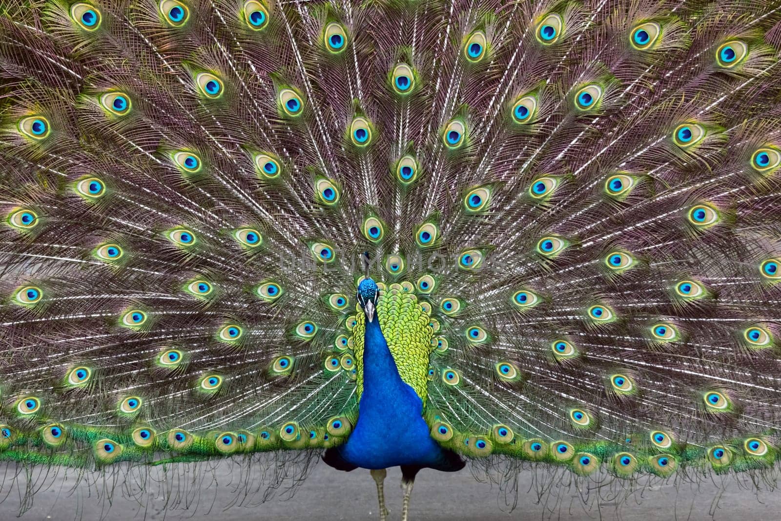 peacock