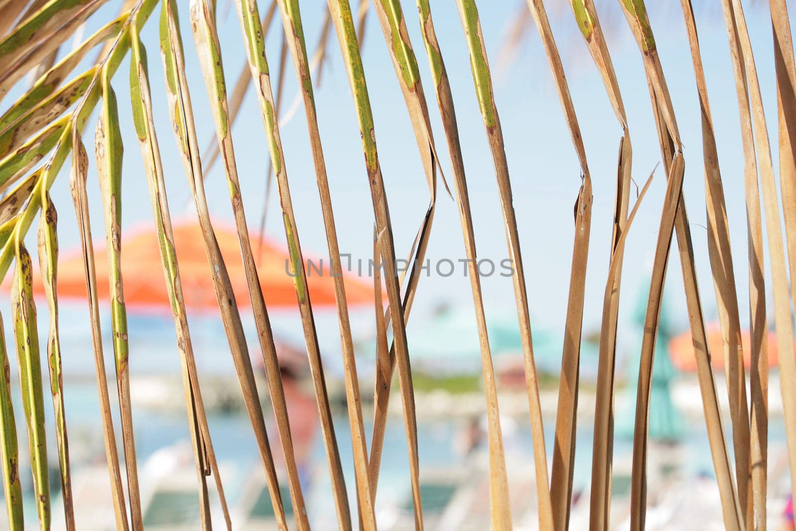 Watching the summer behind a palm leaves