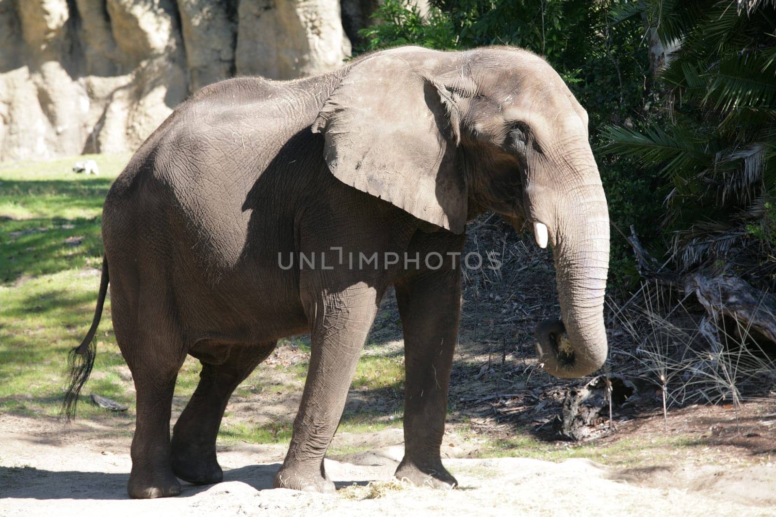 Huge male African elephant walking around