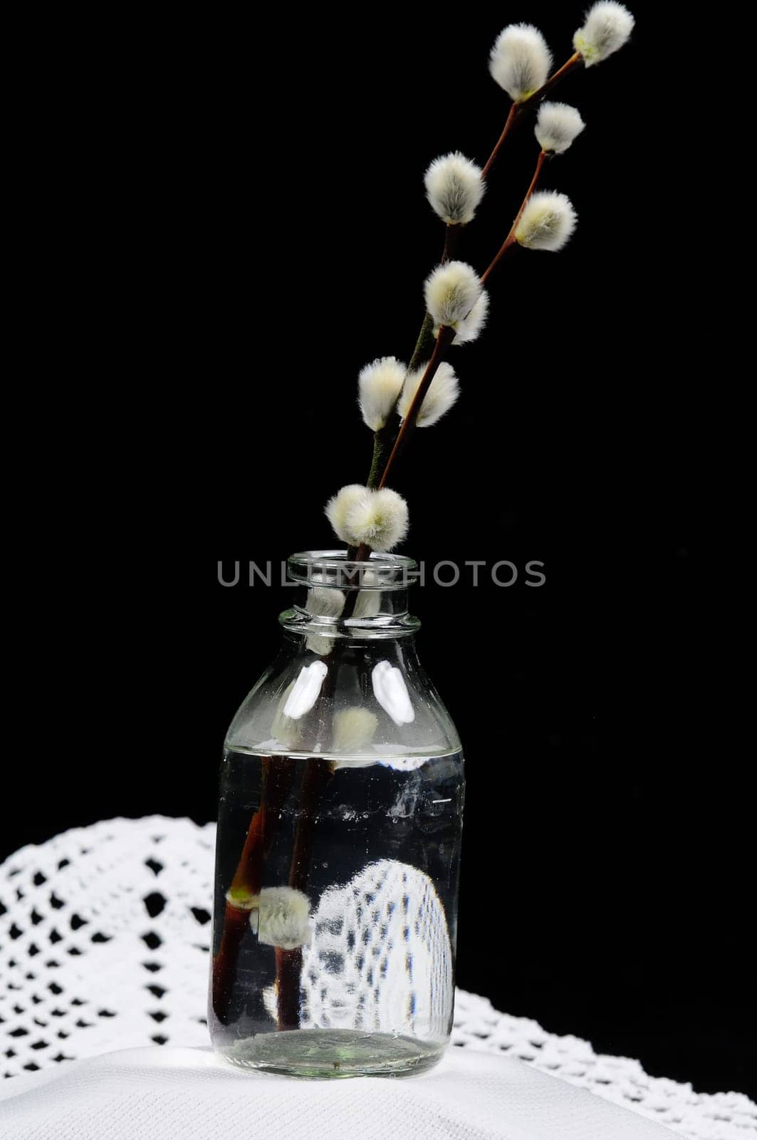 willow catkin