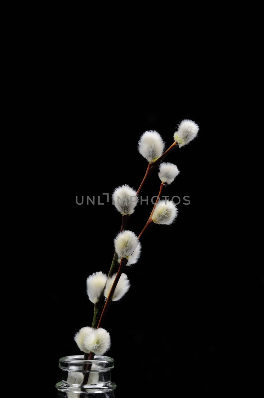 willow catkin