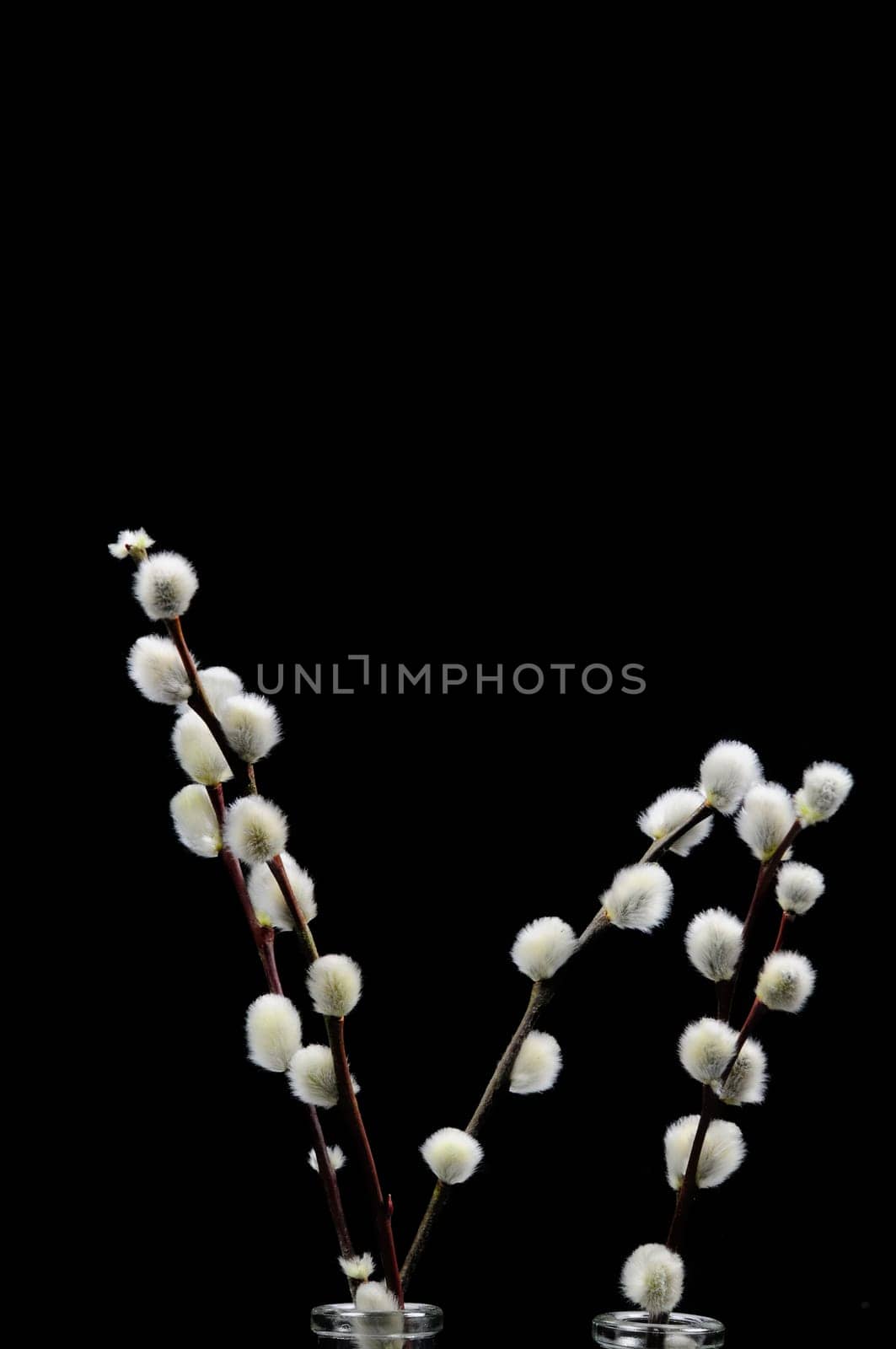 willow catkin
