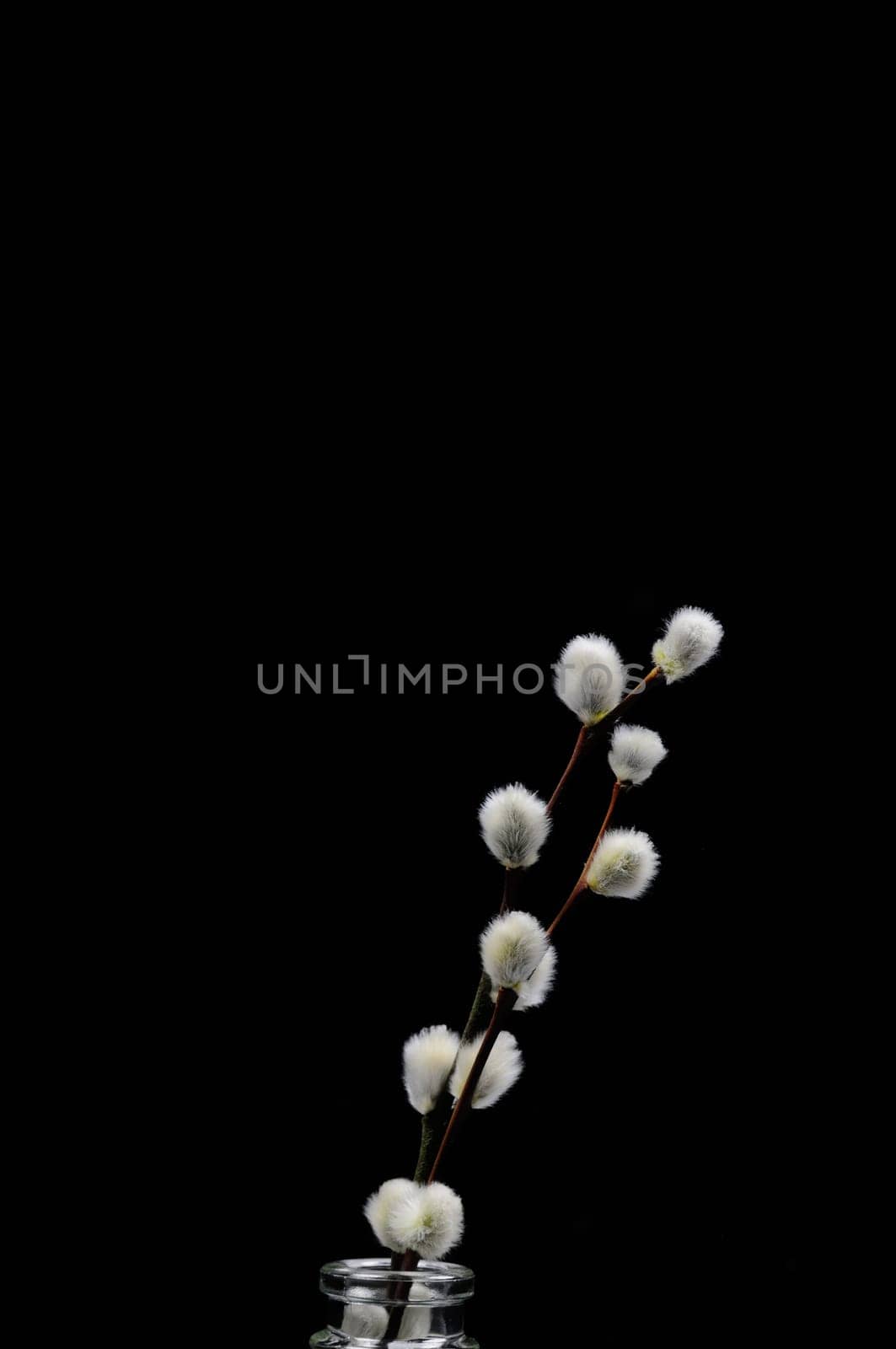 willow catkin