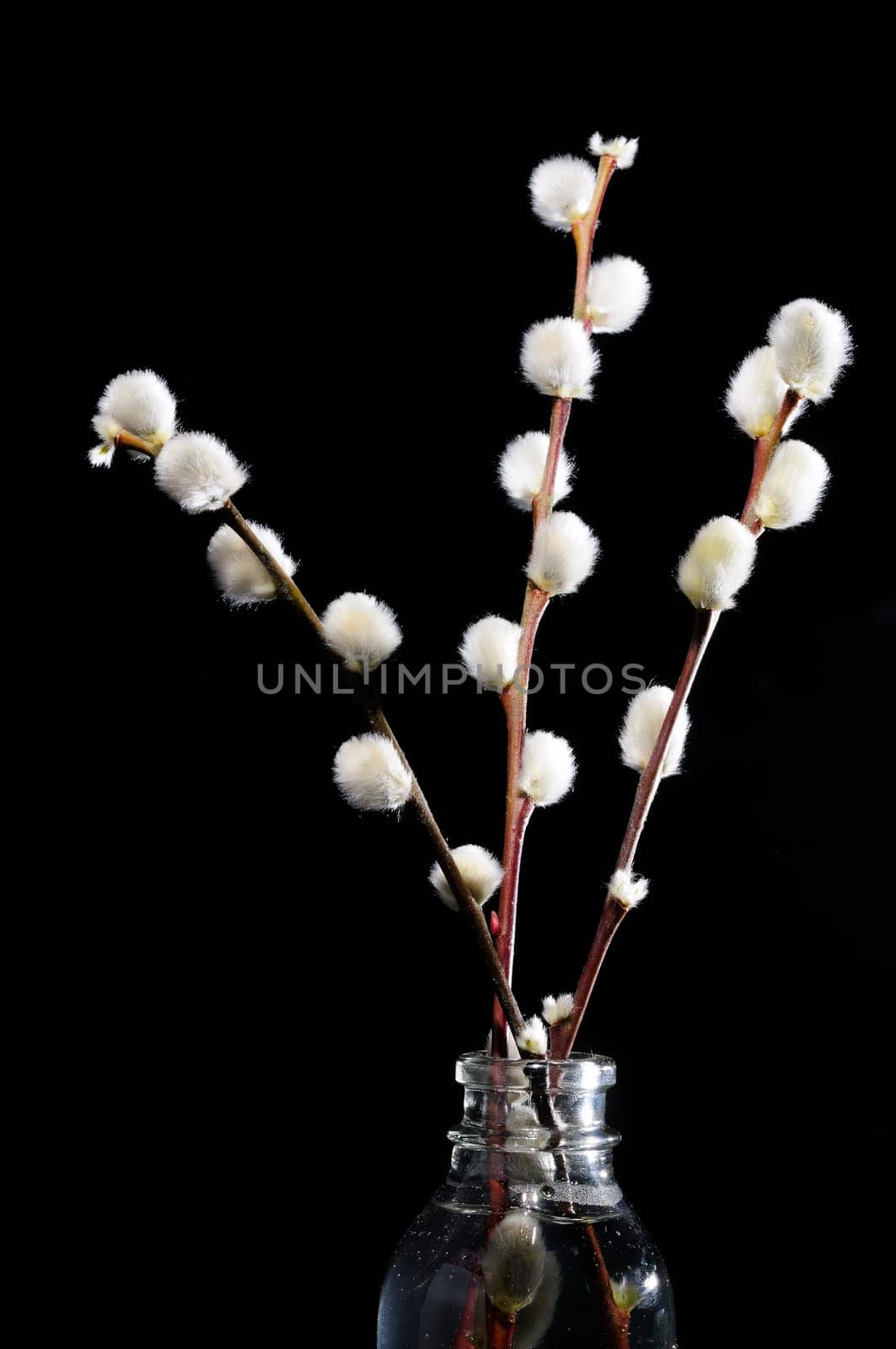 willow catkin