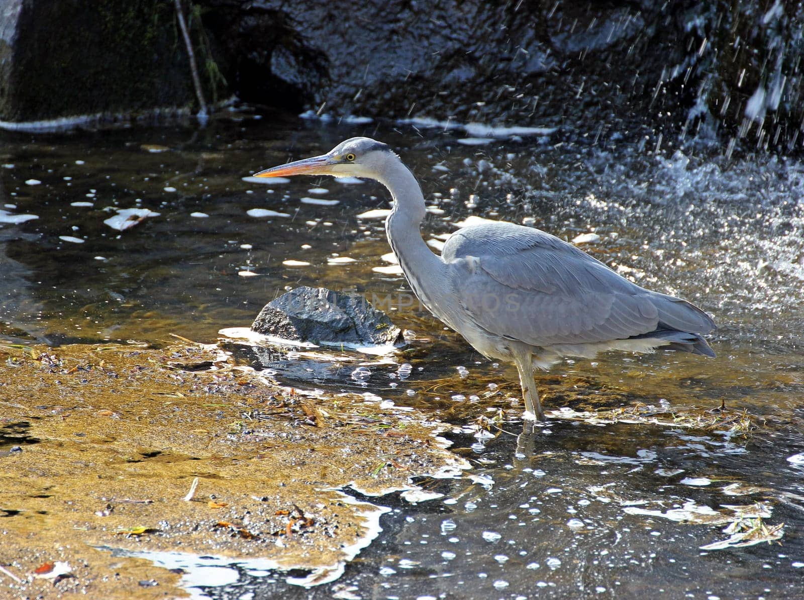 Grey Heron at a Waterfall