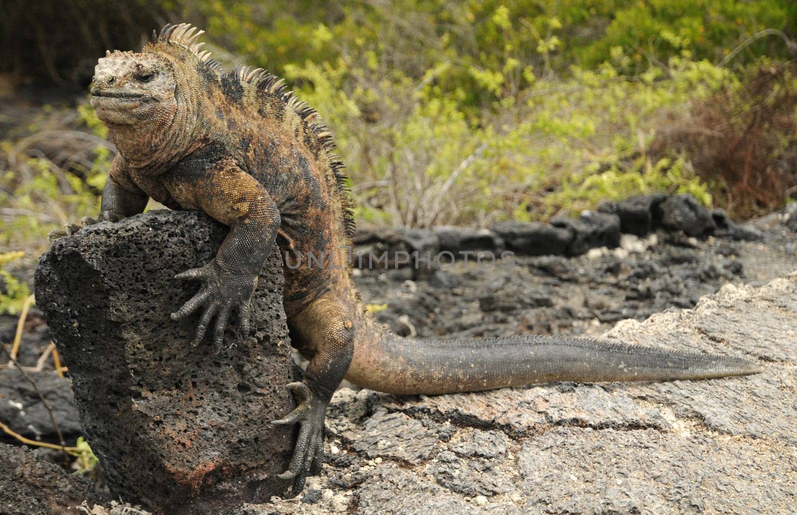 Marine iguana on lava rock