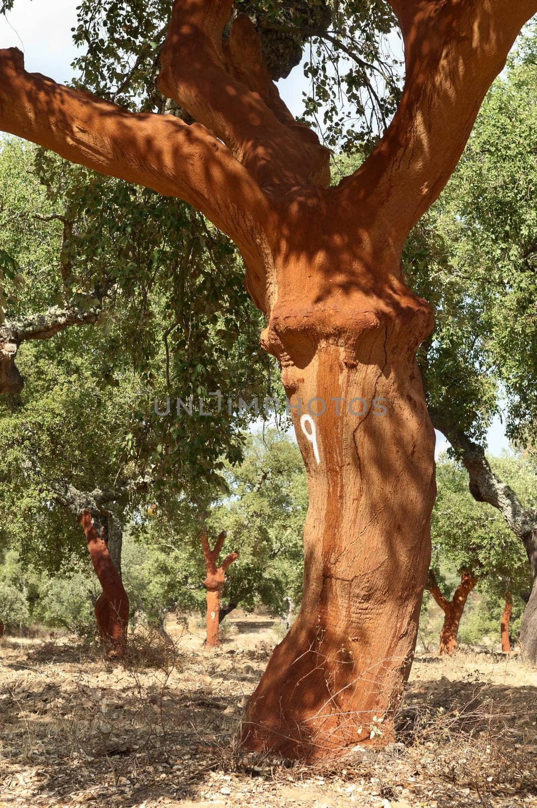 Cork trees - quercus suber - recently stripped, Alentejo, Portugal