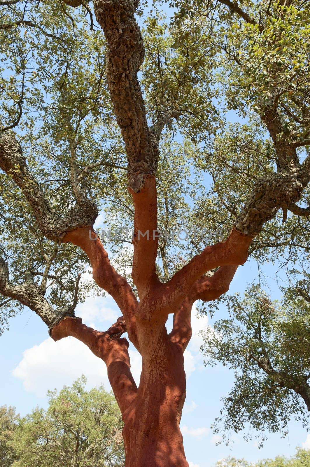 Cork trees - quercus suber - recently stripped, Alentejo, Portugal