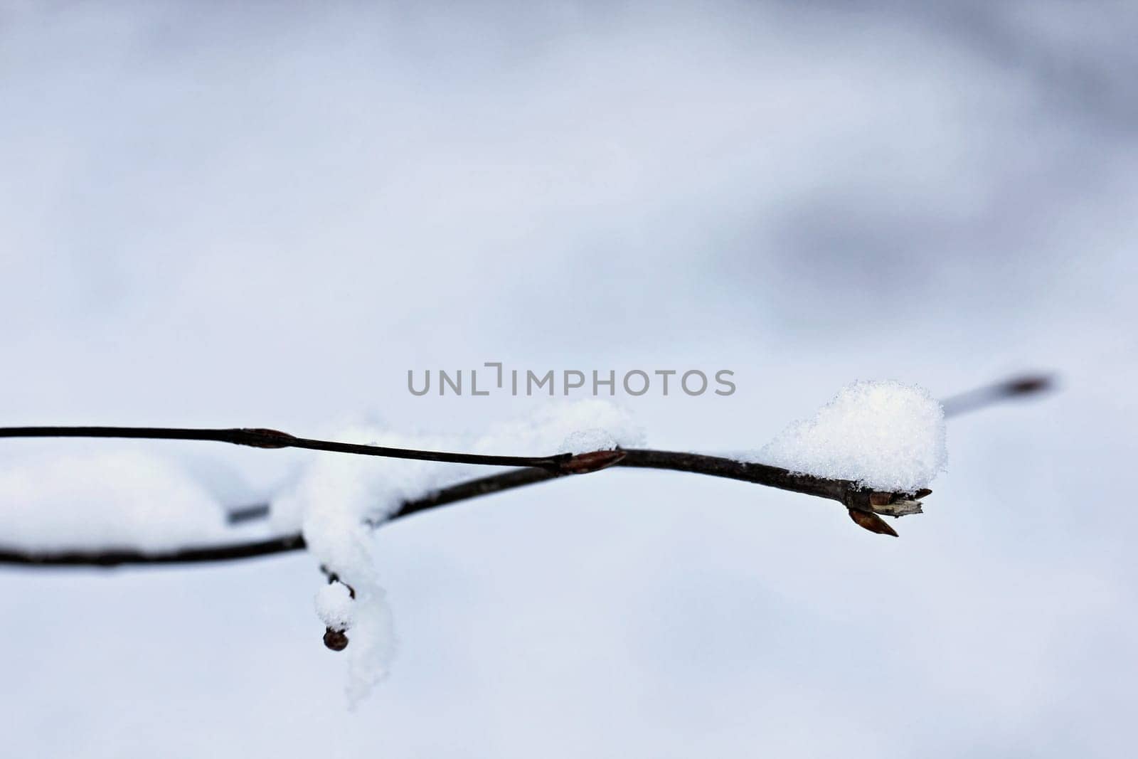 Snow on branch 2