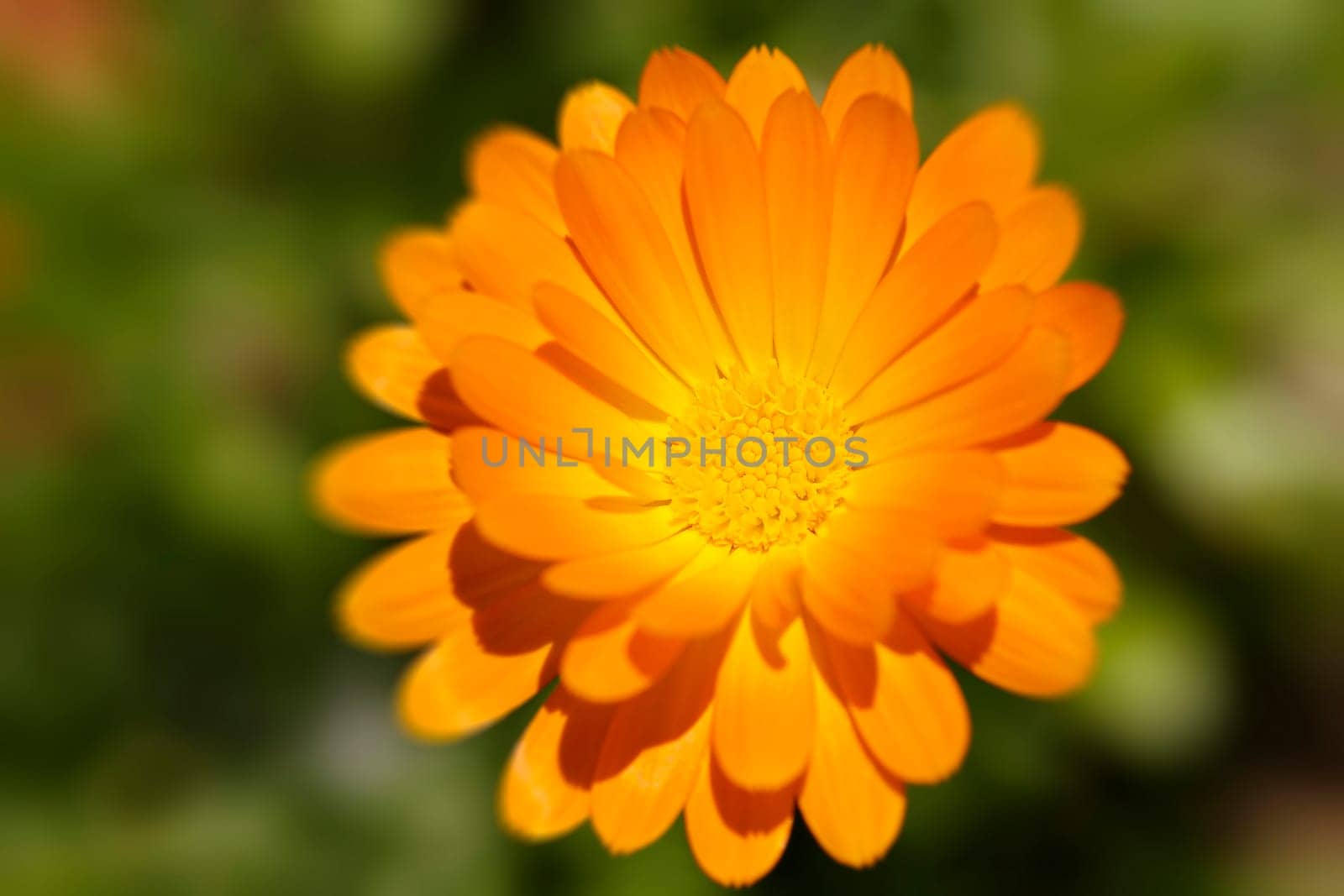 Blossoms Closeup - Orange
