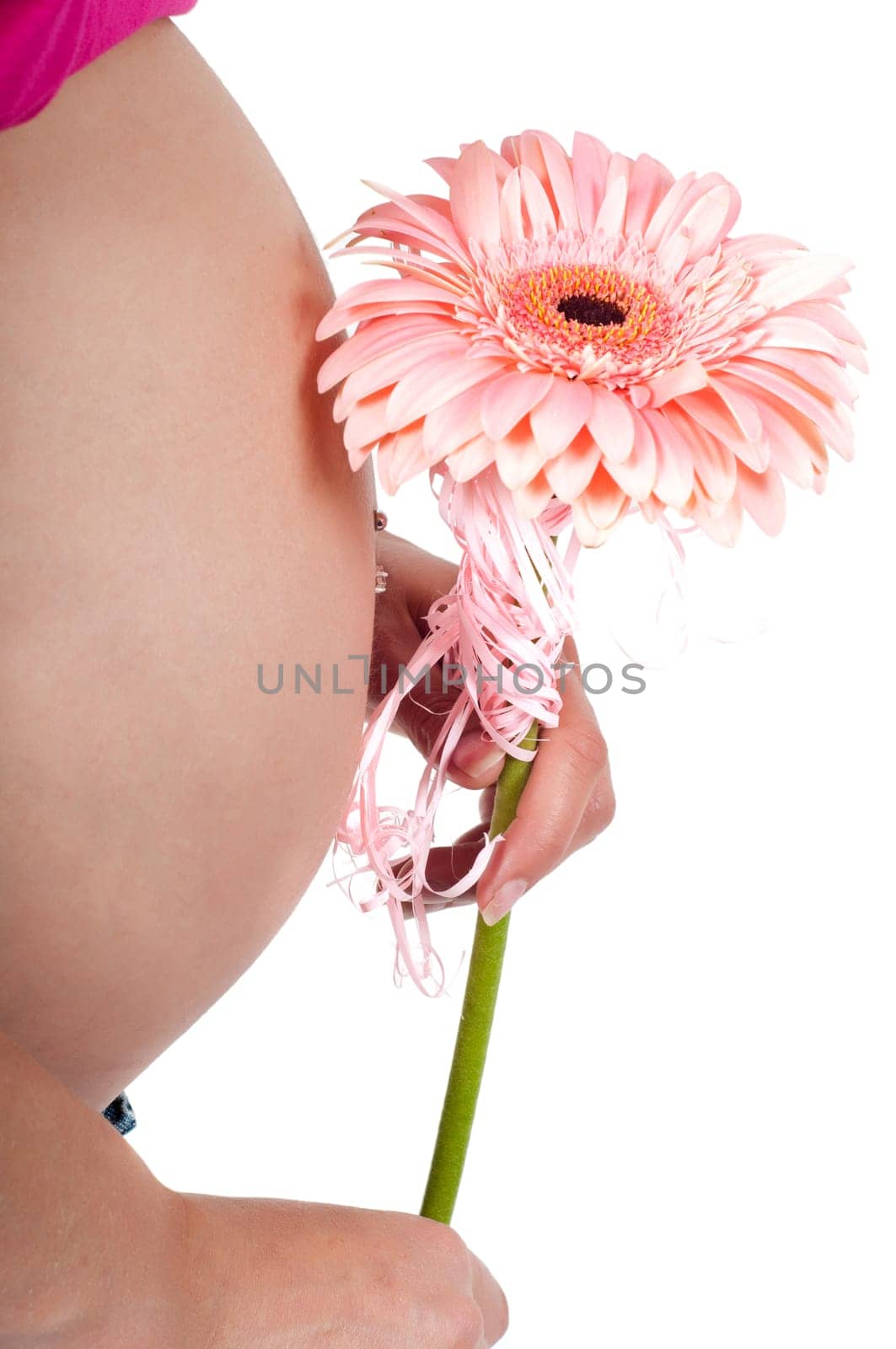 Pregnant woman's tummyand pink gerbera isolated on white