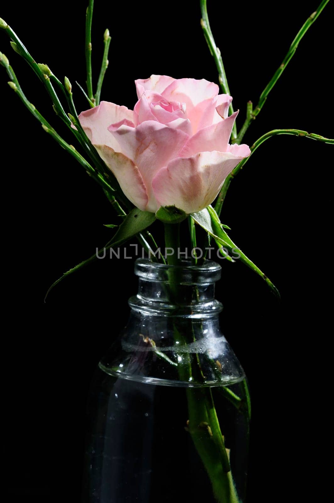 Macro flowers