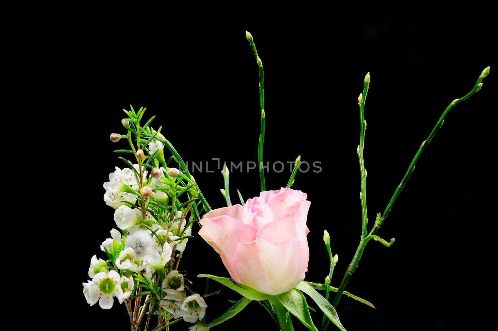 Spring greeting