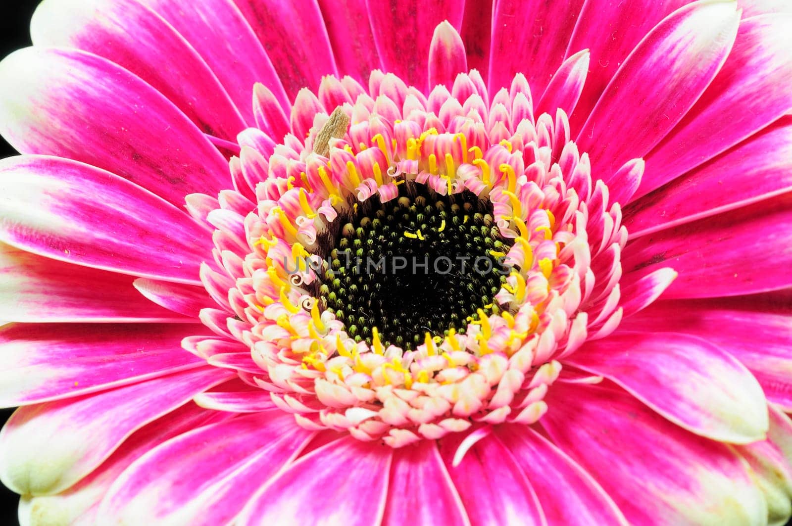 Macro flowers