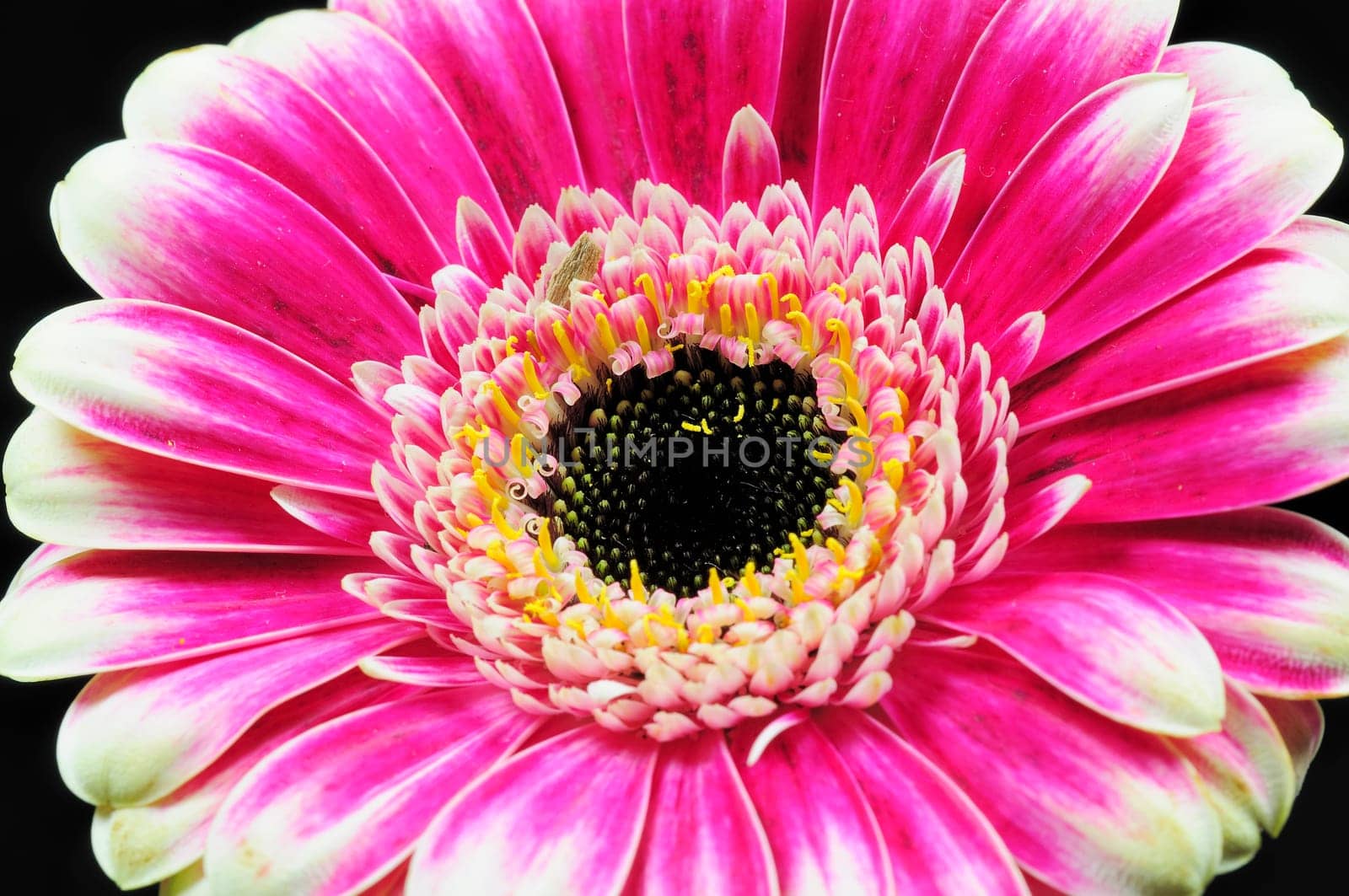 Macro flowers