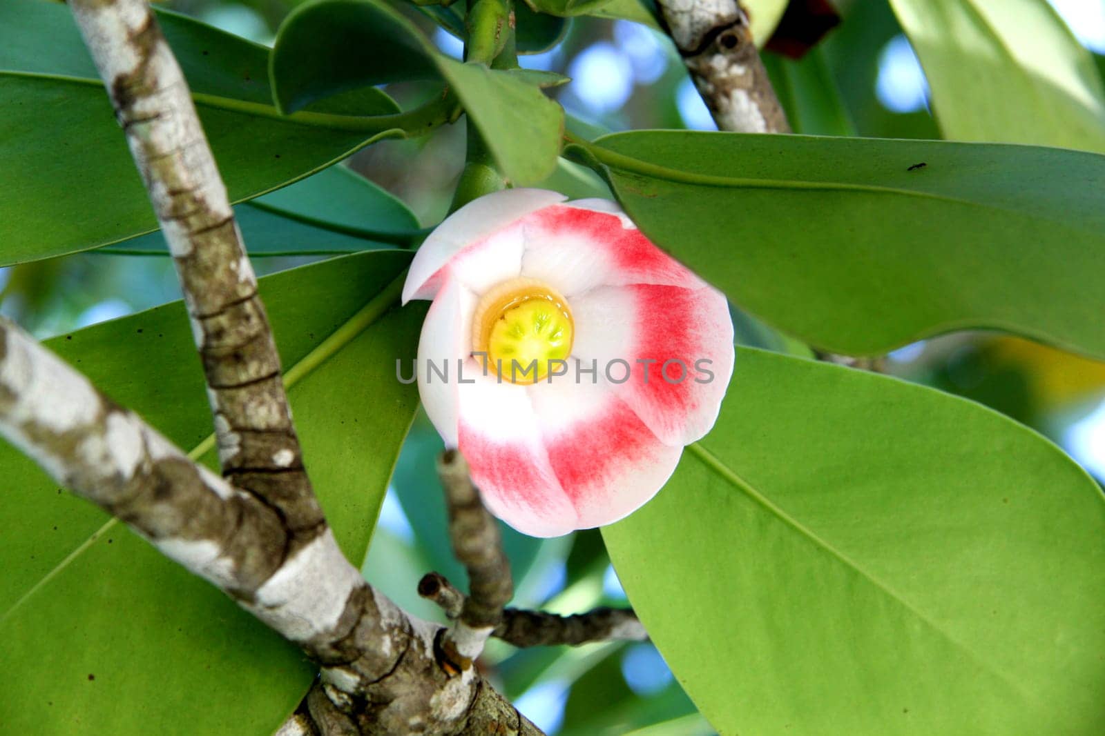 The exotic flower