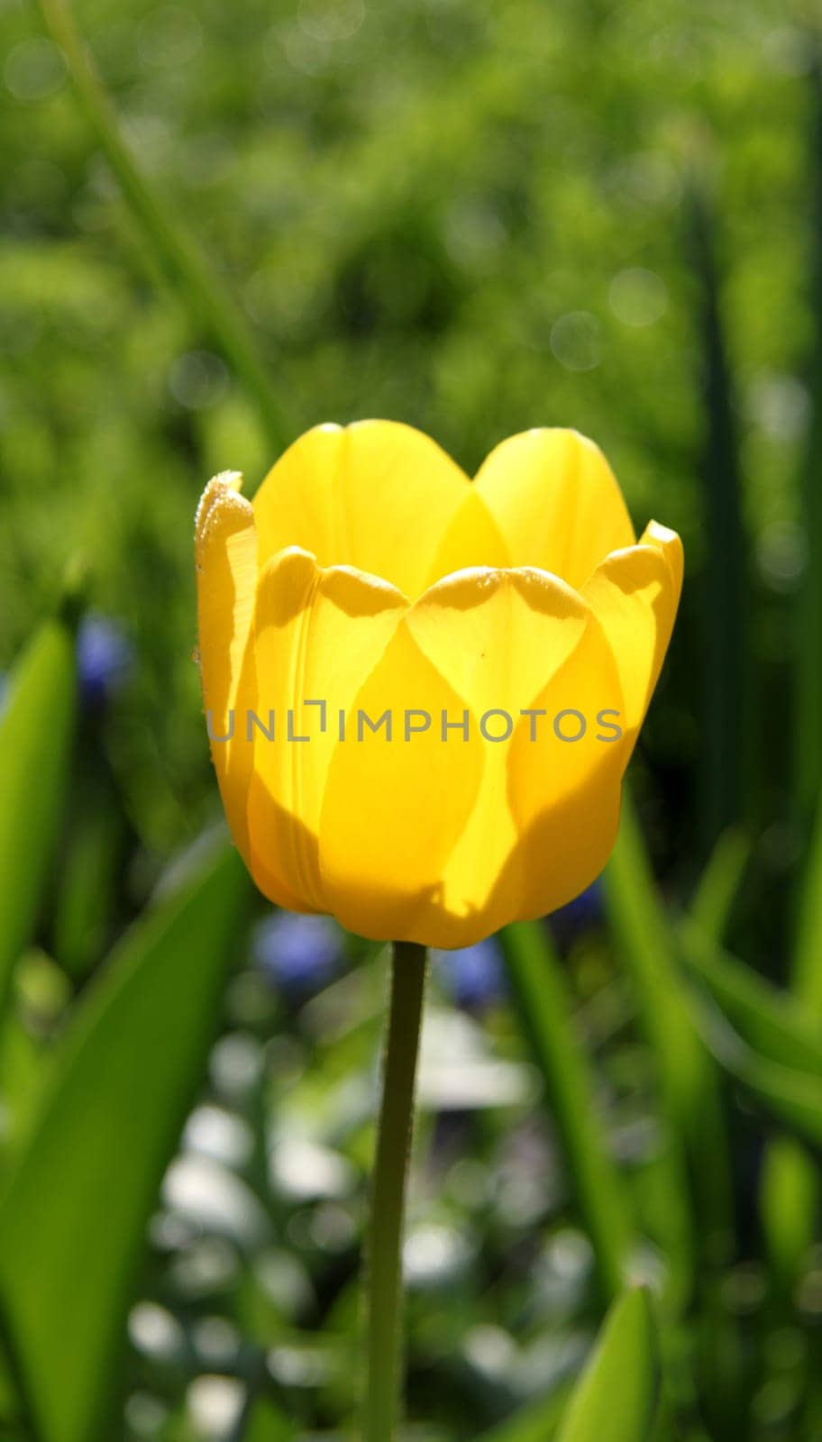 yellow tulip in the background of a beautiful grass