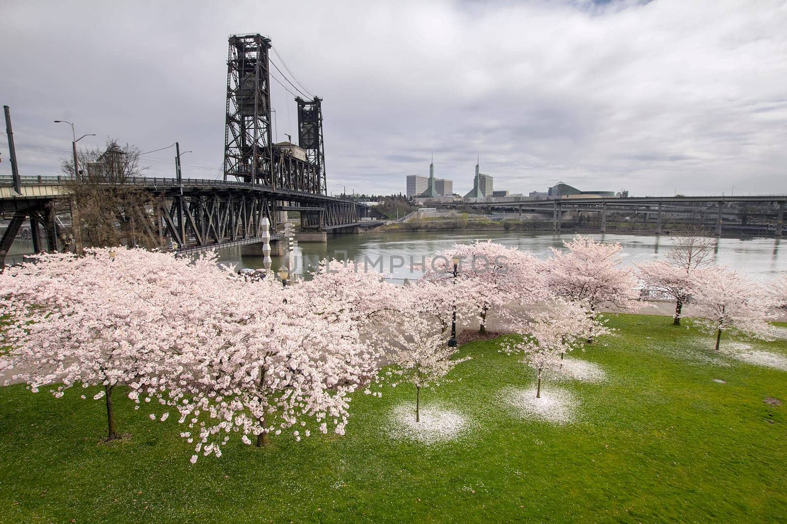 Cherry Blossoms Trees Along Willamette River by Steel Bridge in Portland Oregon at Springtime