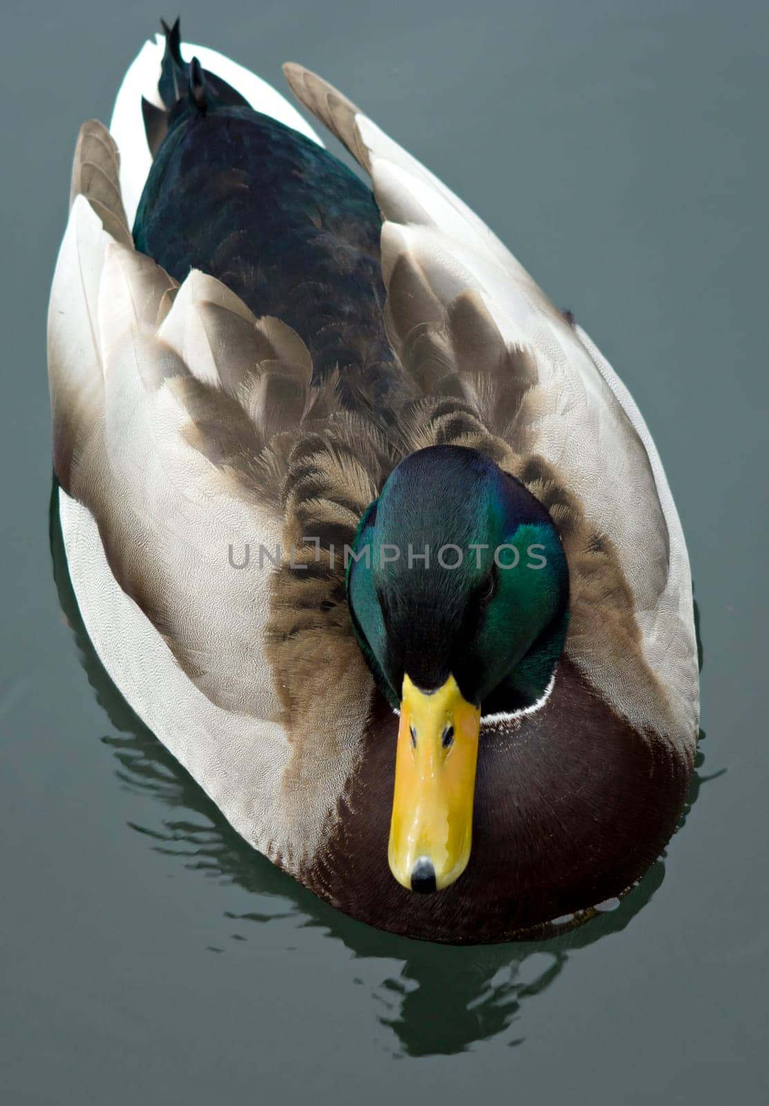Duck