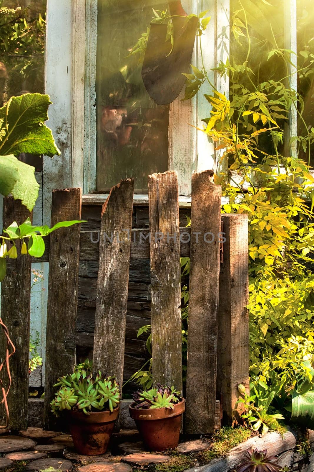 Overgrown garden in morning sunlight