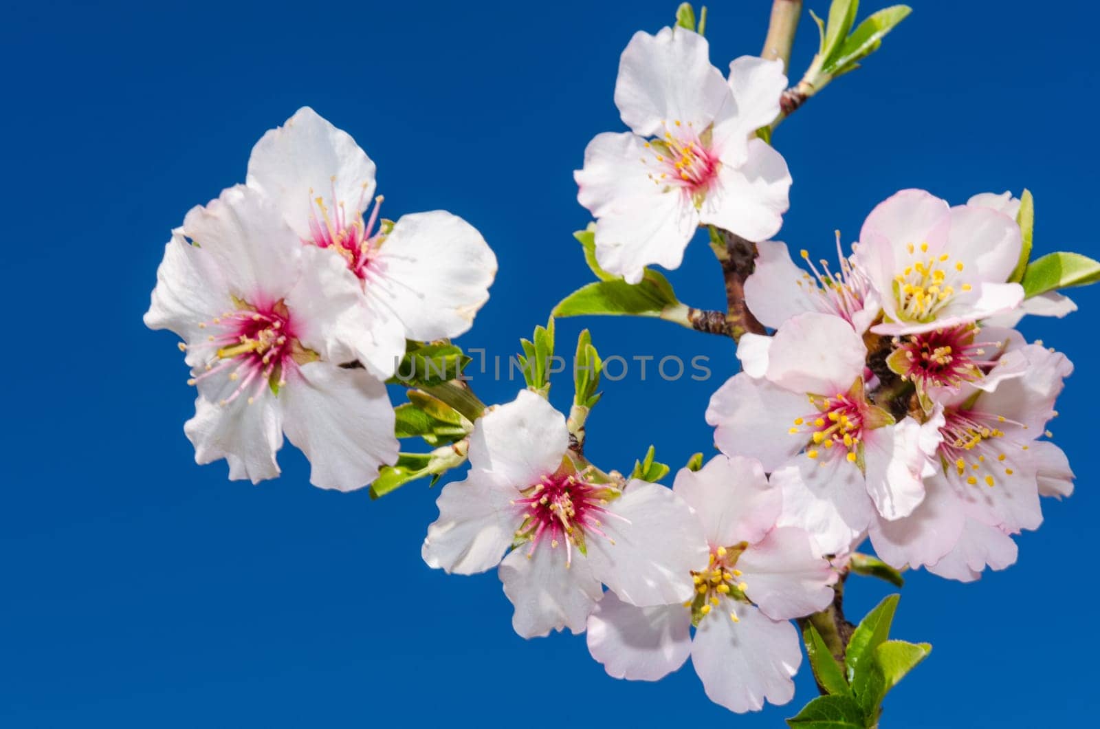 Blooming bunch of spring flowers on cherry tree over blue