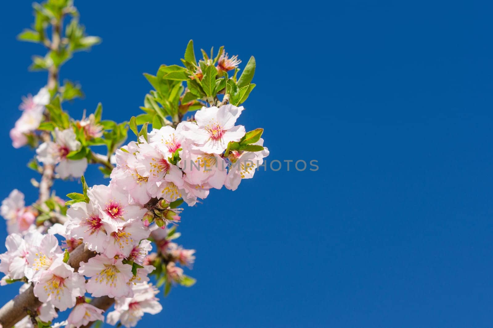 Branch of cherry tree blossoming with white and pink flowers