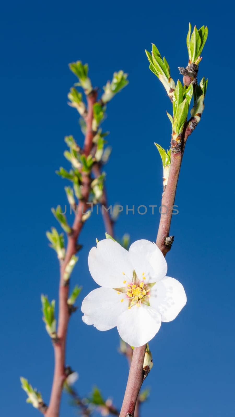 Lonely white spring flower blossom on branch aganst blue sky