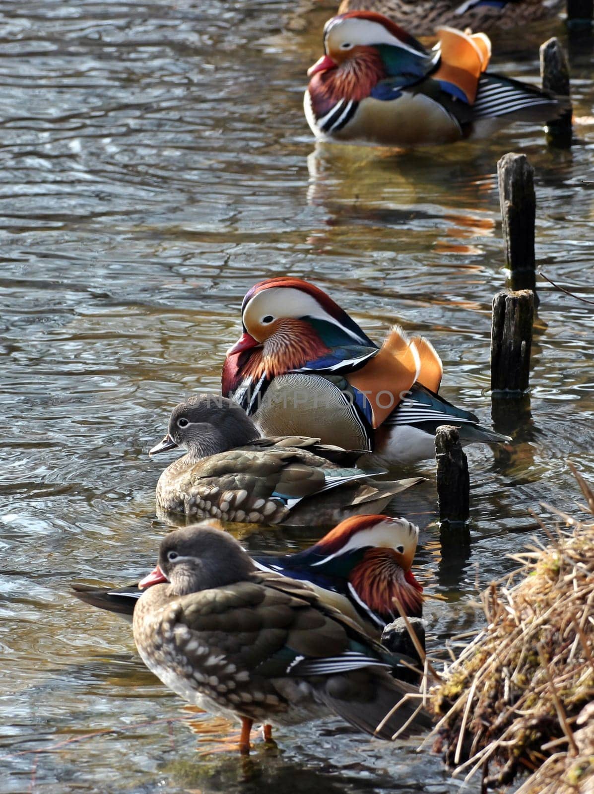Pairs of mandarin ducks on the shore