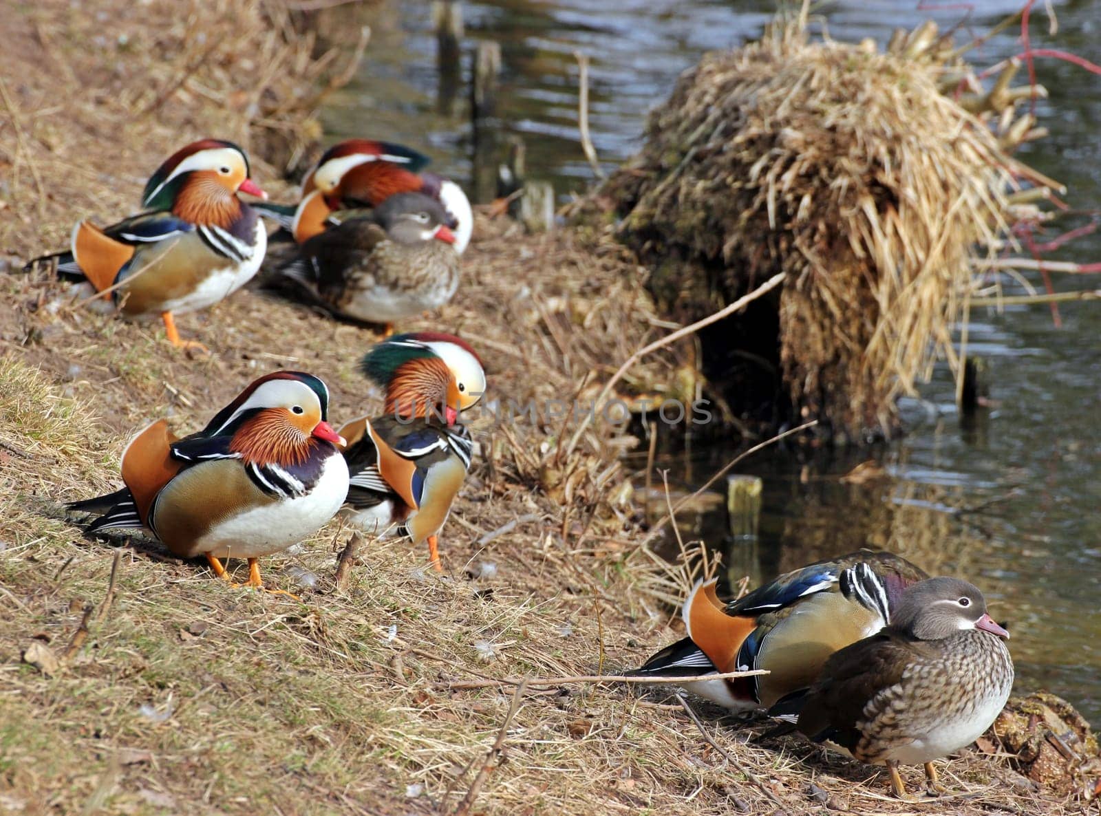 Mandarin ducks on the lakeshore