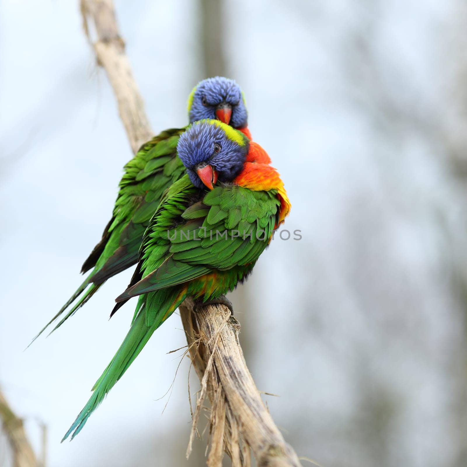Details of rainbow lorikeet, trichoglossus haematodus, perching on a branch.