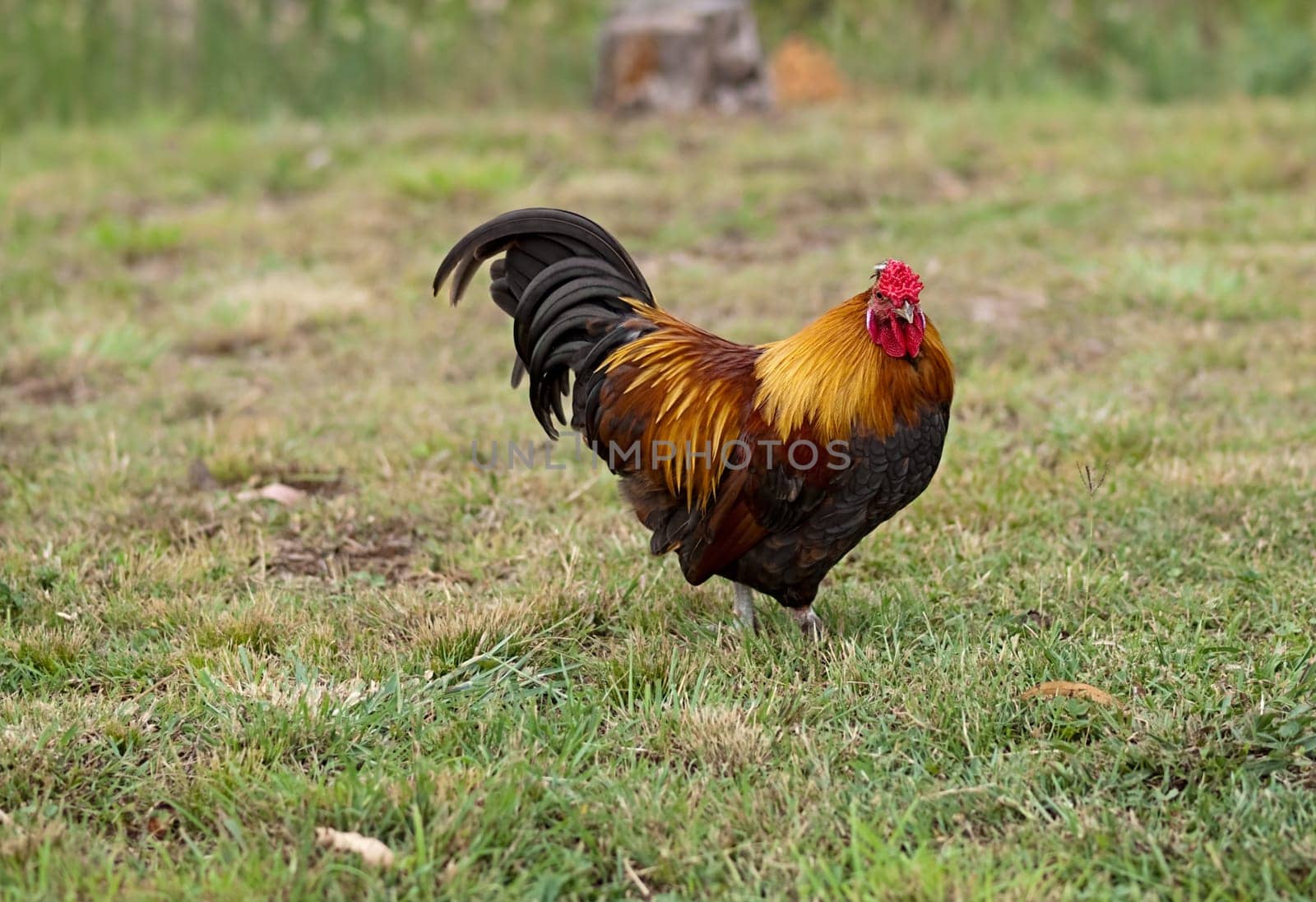 Rooster male silkie pekin cross free range poultry
