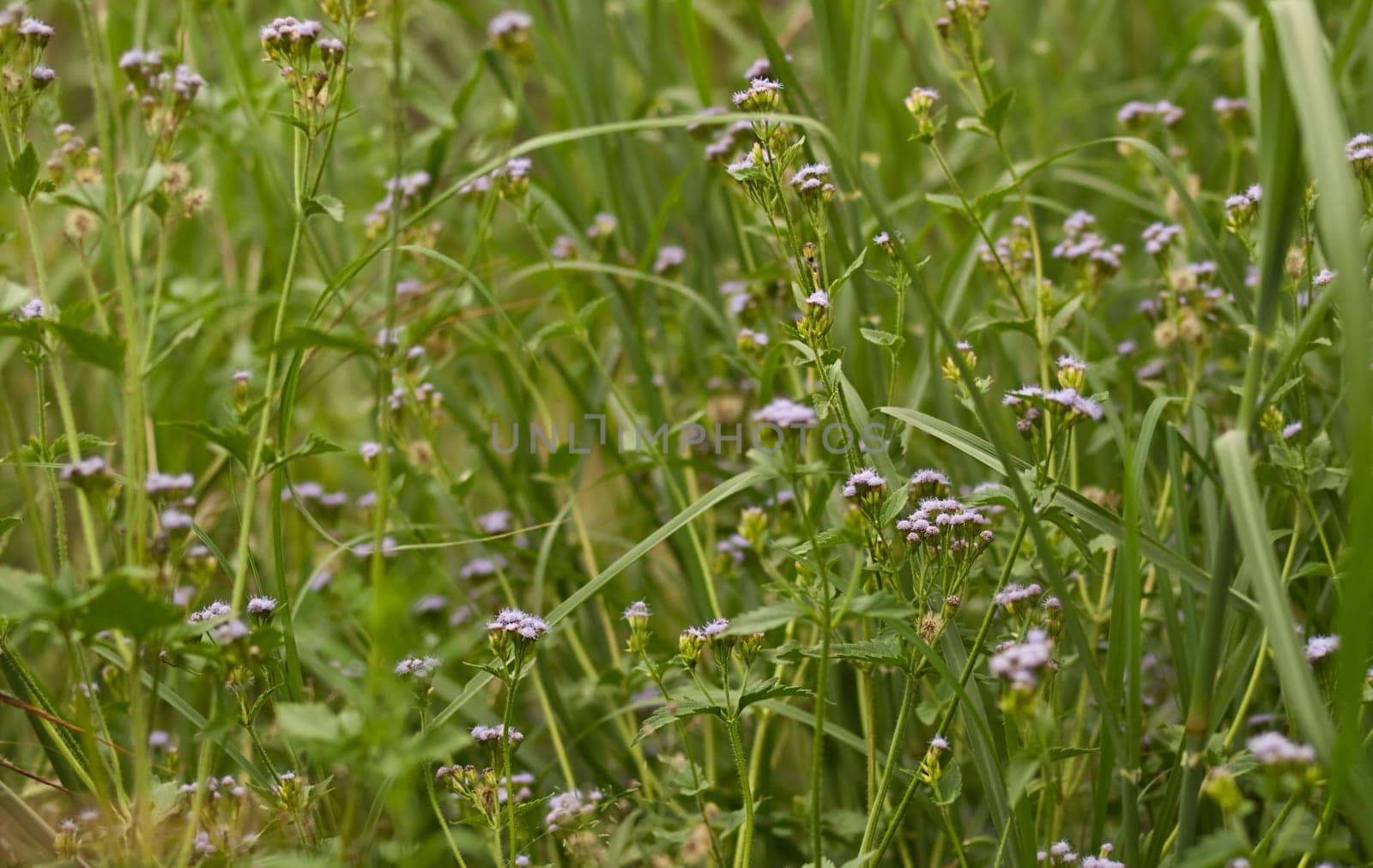 Green vegetation environment natural background flora