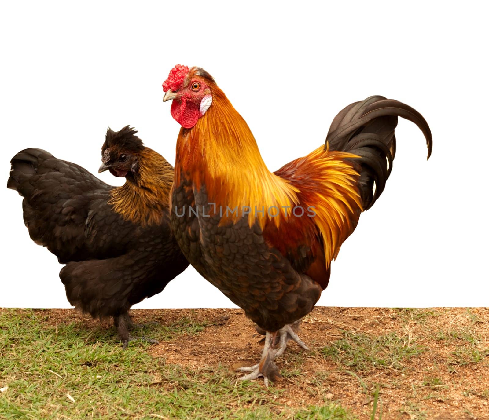 Silkie pekin bantam cross chickens, hen and cockerel pair of free-range fowls