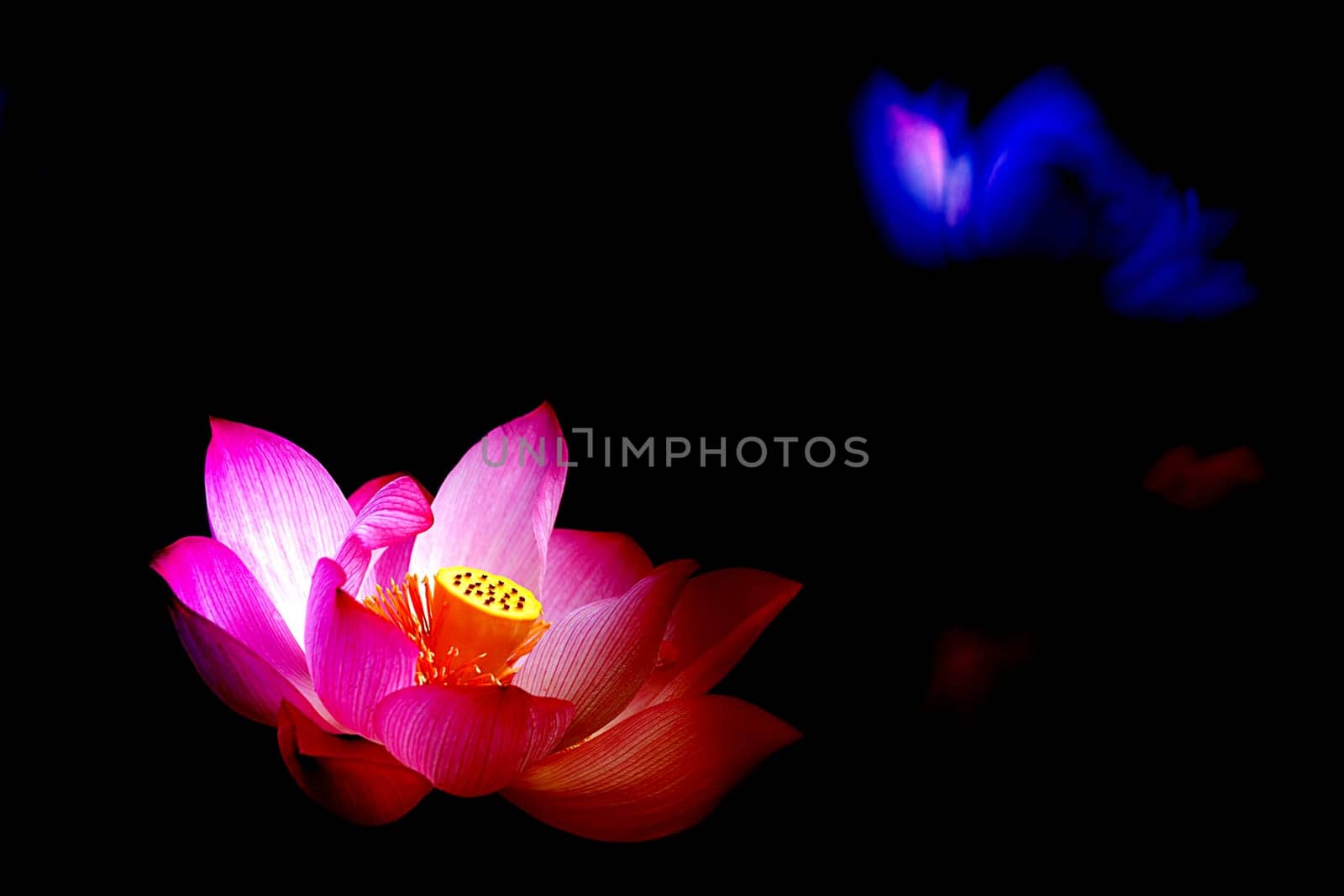 Nice Lotus for adv or others purpose use