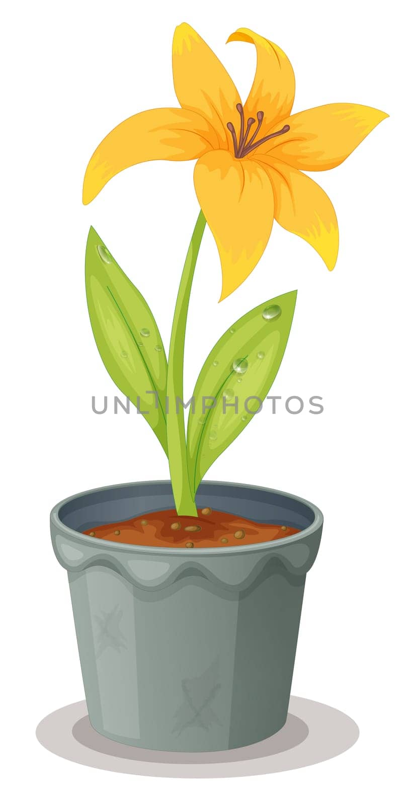 Illustration of a daffodil on white