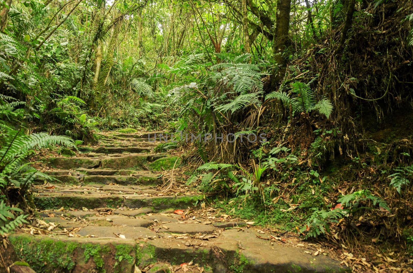 Stone path in green highland cloud forest