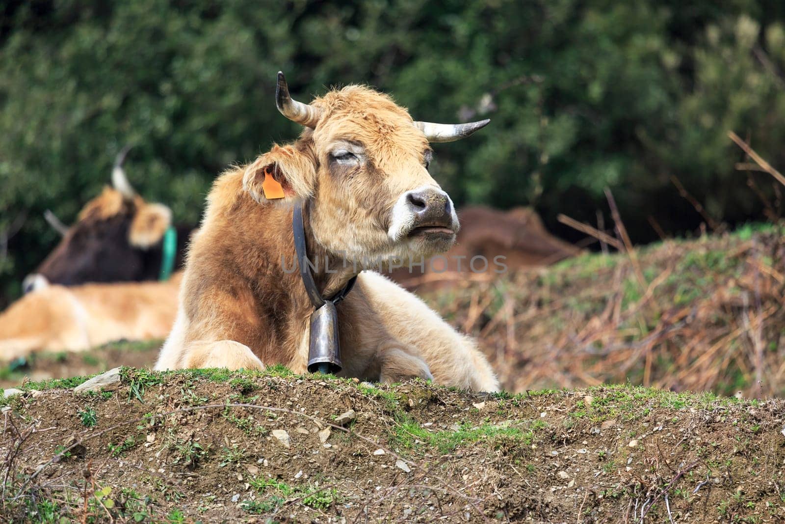 Tranquil Scene with Domestic cows