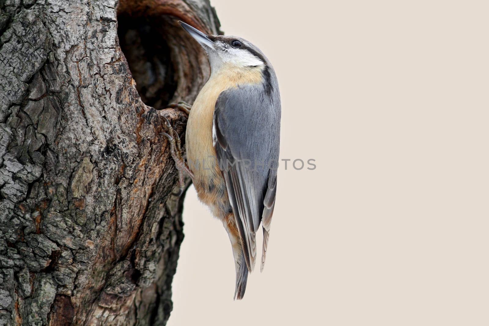 The nuthatch (Sittidae)