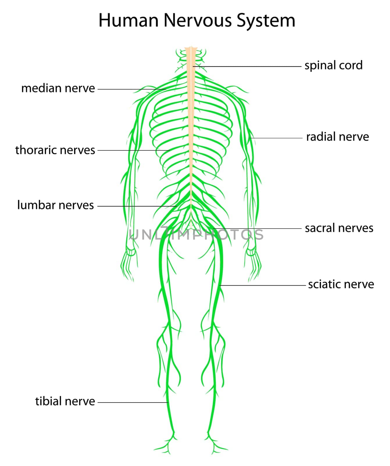 Illustration of human nervous system with labels