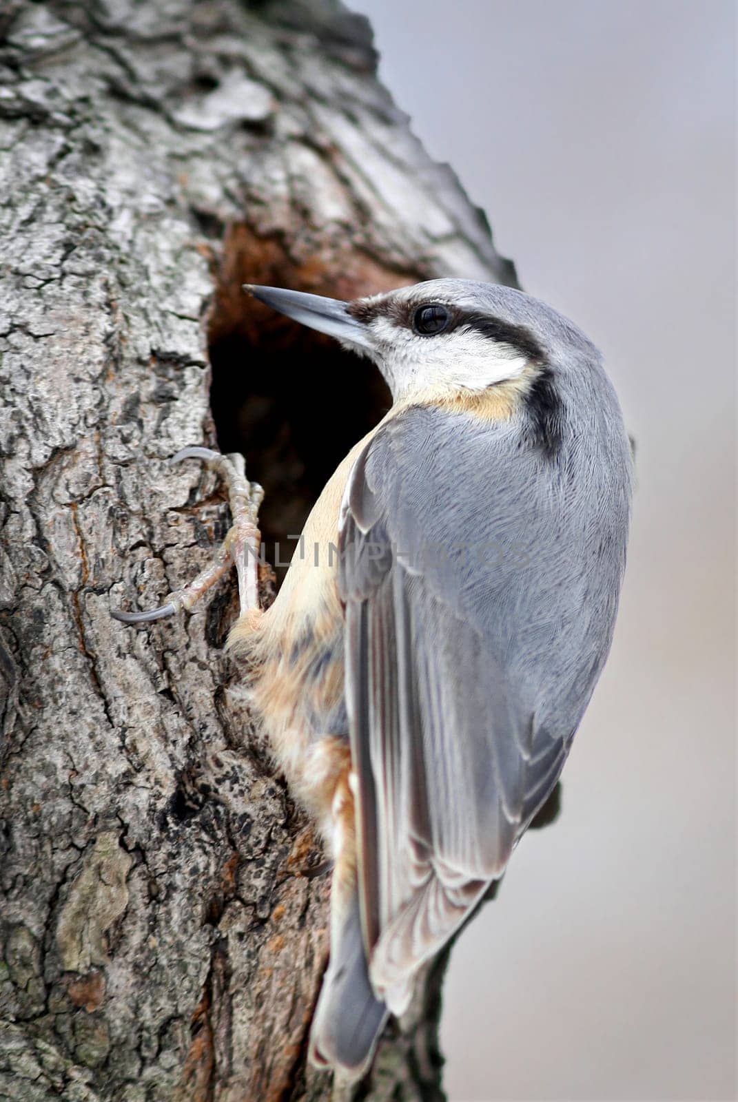 The nuthatch (Sittidae)